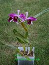 Laelia purpurata var. flamea (Schwerter Orchideenzucht ) 